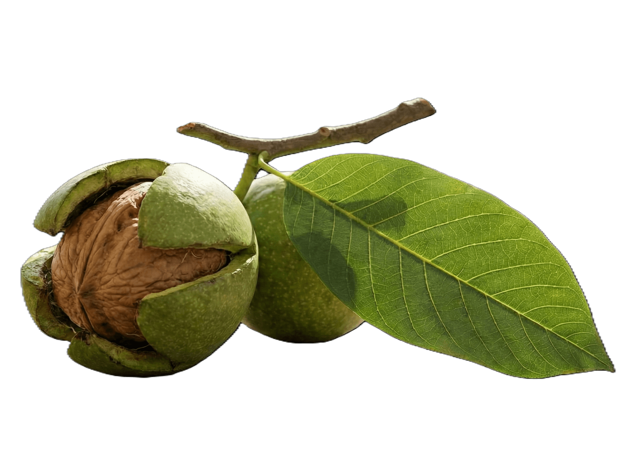 Fresh Green Walnut (Husk)